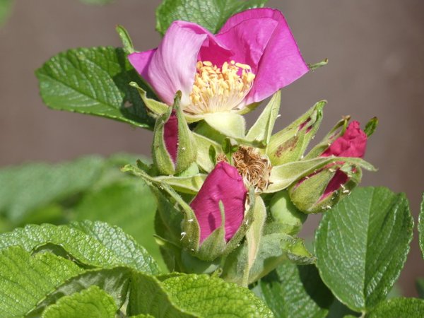 Rosenblüten-Gelee aus der Sylter Rose  150g